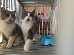 Terjual Jual Kucing Persia Mix British Short Hair 3 5 Bulan Kitten Kaskus
