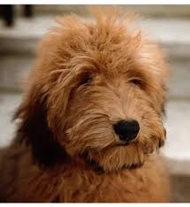 Whoodle Puppies For Sale Feathers And Fleece Farm