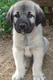 hunderassen adli kullanicinin kangal dog panosundaki pin kangal kopegi yavru kopek coban kopegi