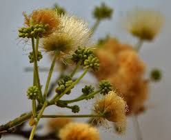 Image result for Albizia grandibracteata