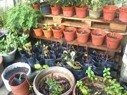 Berkebun di laman rumah bukan sahaja sekadar memenuhi hobi dan jika kena caranya dapat memberi gaya dekorasi laman yang cantik dan menarik. Kebun Mini Tepi Rumah Photos Facebook