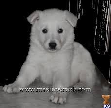 Maybe you would like to learn more about one of these? I Want This Snow White German Shepherd German Shepherd German Shepherd Puppies Shepherd