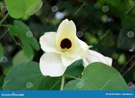 Image result for Bauhinia tomentosa