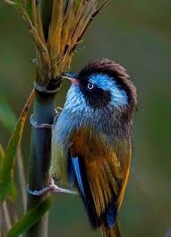 Birds Outside My Window Meaning Pin On Nature