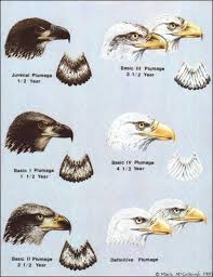 Birds With White Heads And Tails Timeline Photos American Bald Eagle Foundation Facebook Bald Eagle American Bald Eagle Eagles