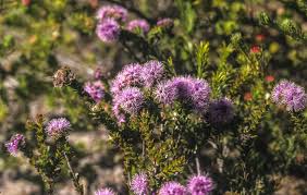 Image result for Kunzea