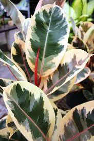 Learn2grow Plants Variegated Plants Trees To Plant