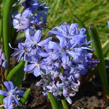 Dalším poznávacím znakem jsou i užší dlouhé listy v přízemní růžici. Zweiblattriger Blaustern Scilla Bifolia Saatfix Blumenzwiebel Shop
