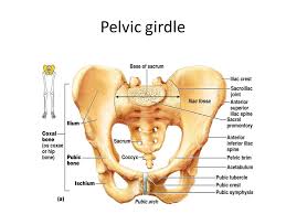 Pelvic girdle and lower limb. Bones Of The Lower Limb Dr Idara Ppt Video Online Download