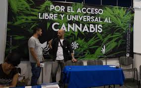 Image result for marijuana festival mexico