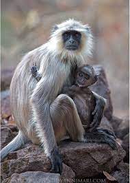Gray Langur Monkey Holding Her Gnome Like Baby Animals Beautiful Types Of Monkeys Primates