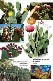 How much protein they're packing: Cactus Fig Article About Cactus Fig By The Free Dictionary