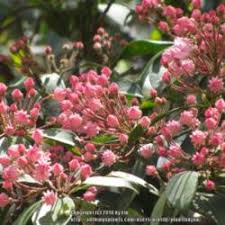 Another, more serious disease of mountain laurels is botryosphaeria canker. Brown Spots On Leaves Of Mountain Laurel Knowledgebase Question Garden Org