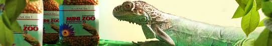 Il drago barbuto, meglio conosciuto come pogona vitticeps, è un sauro appartenente alla famiglia degli agamidi. Mix Draghi Barbuti Minizoo
