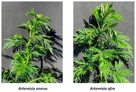 Image result for Artemisia afra
