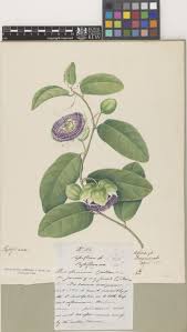 Image result for Indigofera ischnoclada