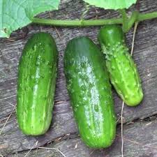 Graine Concombre Spacemaster Culture Des Legumes Concombres Farcis Potager D Hiver
