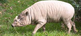 Rainforests are found in countries such as brazil, peru, the philippines, indonesia, congo, and papua new guinea. 6 Intriguing Animals Endemic To Sulawesi Indonesia Travel