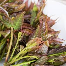 Image result for Toona