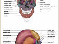 The body is the middle portion. Anatomy Human Body Organs Male Human Body Anatomy Human Body Organs Human Body Organs Anatomy