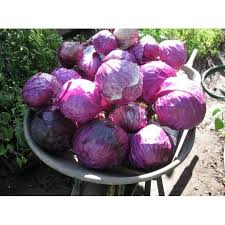 Kubis hijau, kembang kol kubis merah kubis putih sayuran savoy kubis, kubis, daun sayur, makanan png. Baru Isi 18 Bibit Benih Tanaman Kubis Ungu Hibrida Scarlet F1 Buru Order Shopee Indonesia
