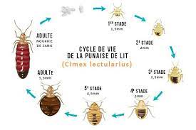 Check spelling or type a new query. Nettoyeur Vapeur Punaise De Lit Une Extermination Certaine Leguideaspi