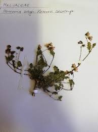 Image result for Hermannia boraginiflora