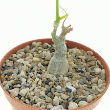 Image result for Kedrostis