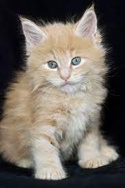 Susse Maine Coon Kobolde Tiermarkt Net