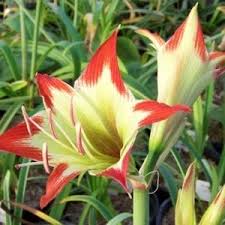Image result for Hippeastrum puniceum