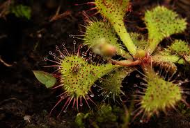 Image result for Drosera pilosa