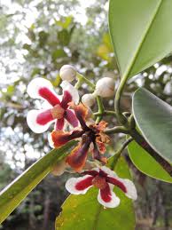 Image result for Clusiaceae