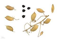 Image result for Cicer arietinum