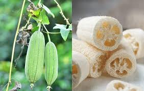Image result for Luffa
