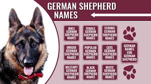 Then move on to some more unique, cute. 175 Male And Female German Shepherd Names With Meanings Petmoo