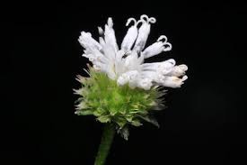 Image result for Lipotriche marlothiana