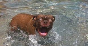 Oh My God Something Just Touched My Foot Funny Dog Memes Funny Dog Pictures Cute Funny Animals