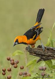 Www Alanmurphyphotography Com Cute Birds Pet Birds Wild Animals Photography