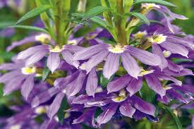 Image result for Scaevola