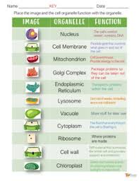 Maybe you would like to learn more about one of these? Plant Cells Organelle Activity Google Slides For Distance Learning Print