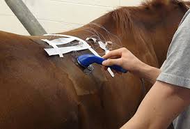 Equine tendon injection