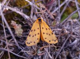 Image result for Setina roscida