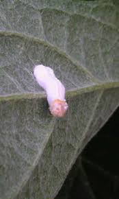 庭の柏葉アジサイの葉の裏にこんなものがついてました 昆虫ブログ むし探検広場