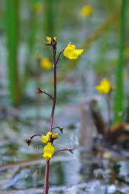 Image result for Utricularia appendiculata