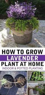 Staggering Ideas Cottage Backyard Garden Benches Zen Garden Ideas People Rock Garden Ideas Mom Modern Backyard Garden B Lavender Plant Growing Lavender Plants