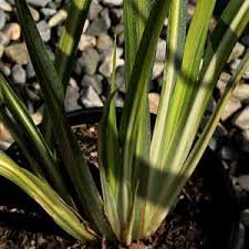 Image result for Dietes