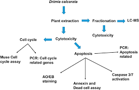 Image result for Drimia calcarata