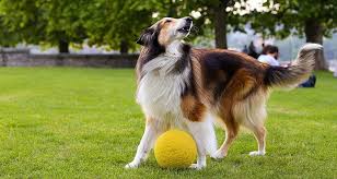 While dogs will bark for a number of different reasons, many owners find it helpful to teach their dog to bark at strangers as this notifies the owner that someone unfamiliar to the dog is at the door. How To Prevent Dog From Barking Cesar S Way