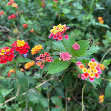 Image result for Lantana moldenkei