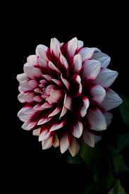 Dahlia Flower Wallpaper Beautiful Flowers Wallpaper Iphone Cute